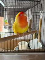 Agapornis roseicolli, Dieren en Toebehoren, Vrouwelijk, Dwergpapegaai of Agapornis, Geringd