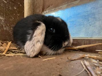 Nederlandse hangoor konijntjes  disponible aux enchères