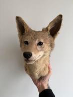 Vintage coyote head mount taxidermy, Verzamelen, Ophalen of Verzenden, Zo goed als nieuw, Wild dier, Gewei of Kop