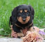 Teckel pups, Dieren en Toebehoren, Honden | Teckels en Dashonden, België, Standaard, CDV (hondenziekte), 8 tot 15 weken