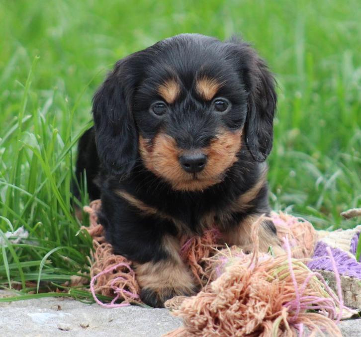 Teckel pups, Dieren en Toebehoren, Honden | Teckels en Dashonden, Meerdere dieren, Langhaar, Standaard, Fokker | Professioneel