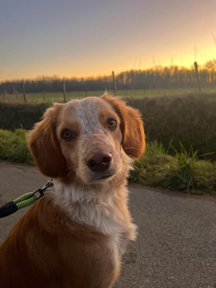 Hondenoppas en uitlaatdienst, Dieren en Toebehoren, Honden-accessoires, Ophalen of Verzenden