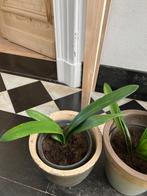 Clivia plant, Ombre partielle, Plante à fleurs, Enlèvement, Moins de 100 cm