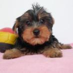 Yorkshire Terriër - chiots Belges à vendre, Animaux & Accessoires, Parvovirose, Plusieurs, Yorkshire Terrier, Belgique