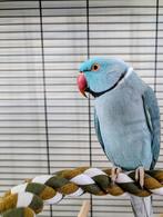 Halsbandparkiet, Ophalen