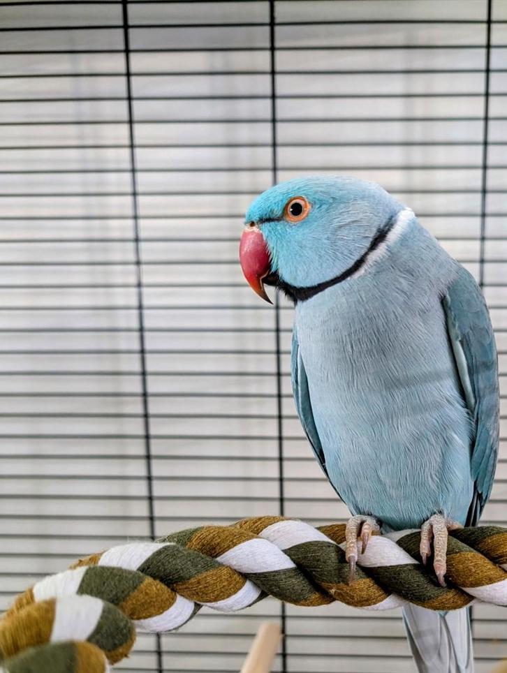 Halsbandparkiet, Dieren en Toebehoren, Vogels | Hokken en Kooien, Ophalen