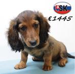 Teckel - langharige pups te koop, 15 weken tot 1 jaar, Buitenland, CDV (hondenziekte), Langhaar