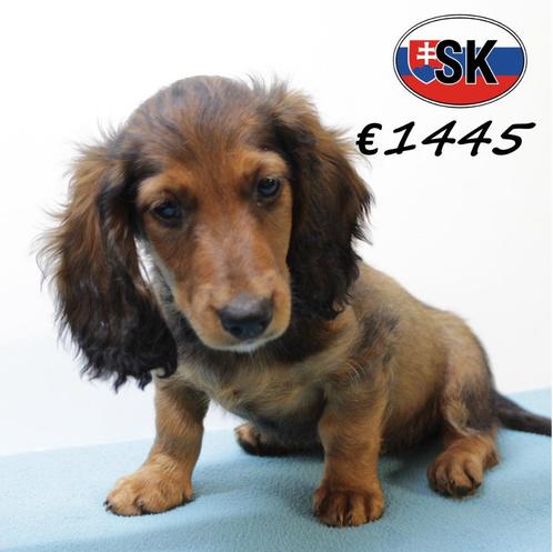 Teckel - langharige pups te koop, Dieren en Toebehoren, Honden | Teckels en Dashonden, Reu, Langhaar, Handelaar, Meerdere, Buitenland