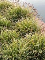 Carex, Tuin en Terras, Vaste plant, Lente, Overige soorten, Ophalen