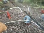 Zoetwaterslakken te koop, Dieren en Toebehoren, Vissen | Aquariumvissen, Slak of Weekdier, Zoetwatervis