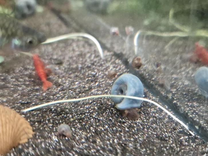 Zoetwaterslakken te koop, Dieren en Toebehoren, Vissen | Aquariumvissen, Zoetwatervis, Slak of Weekdier