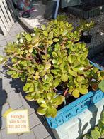 Crassula Ovata, en vijgencactus, Tuin en Terras, Ophalen