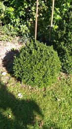 Buxus bol, Tuin en Terras, Ophalen, Buxus, Struik, Minder dan 100 cm