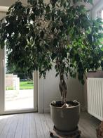 Ficus met terracotta pot, Huis en Inrichting, Kamerplanten, Ficus, 150 tot 200 cm, Halfschaduw, In pot