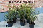 Nieuw aanbod burkwoodii osmanthus!, Ophalen, Taxus