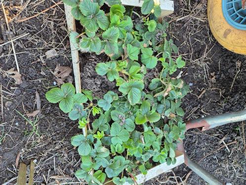 Aarbei plantjes, Tuin en Terras, Planten | Tuinplanten, Vaste plant, Fruitplanten, Volle zon, Zomer, Ophalen