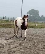 Weidemaatje/gezelsschapspaard, Dieren en Toebehoren, Paarden, Gechipt, Minder dan 160 cm, Ruin, 11 jaar of ouder