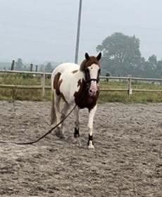 Weidemaatje/gezelsschapspaard, Dieren en Toebehoren, Paarden, Ruin, Minder dan 160 cm, 11 jaar of ouder, Recreatiepaard, Gechipt
