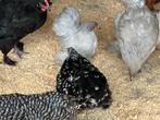 Cochin krielen, Dieren en Toebehoren, Pluimvee