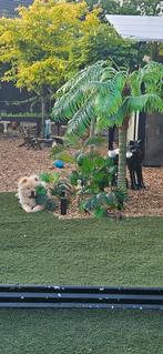 Zeer mooi forse chow chow reu, Dieren en Toebehoren, België, Fokker | Hobbymatig, Reu, 1 tot 2 jaar