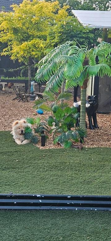 Zeer mooi forse chow chow reu beschikbaar voor biedingen