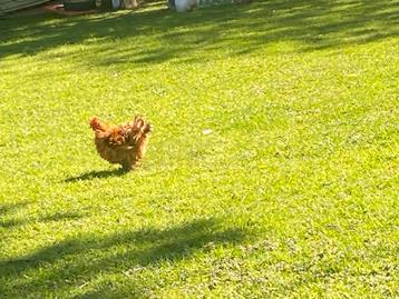cochin kriel haan, Dieren en Toebehoren, Pluimvee