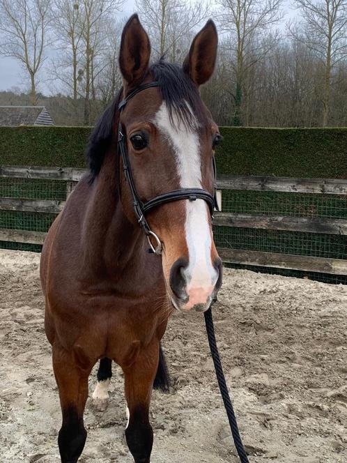 Fok merrie / recreatie, Dieren en Toebehoren, Paarden, Merrie, Niet van toepassing, 165 tot 170 cm, 11 jaar of ouder, Recreatiepaard