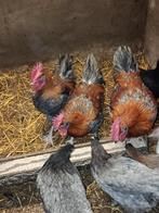 Marans hanen, Dieren en Toebehoren, Pluimvee, Mannelijk, Kip