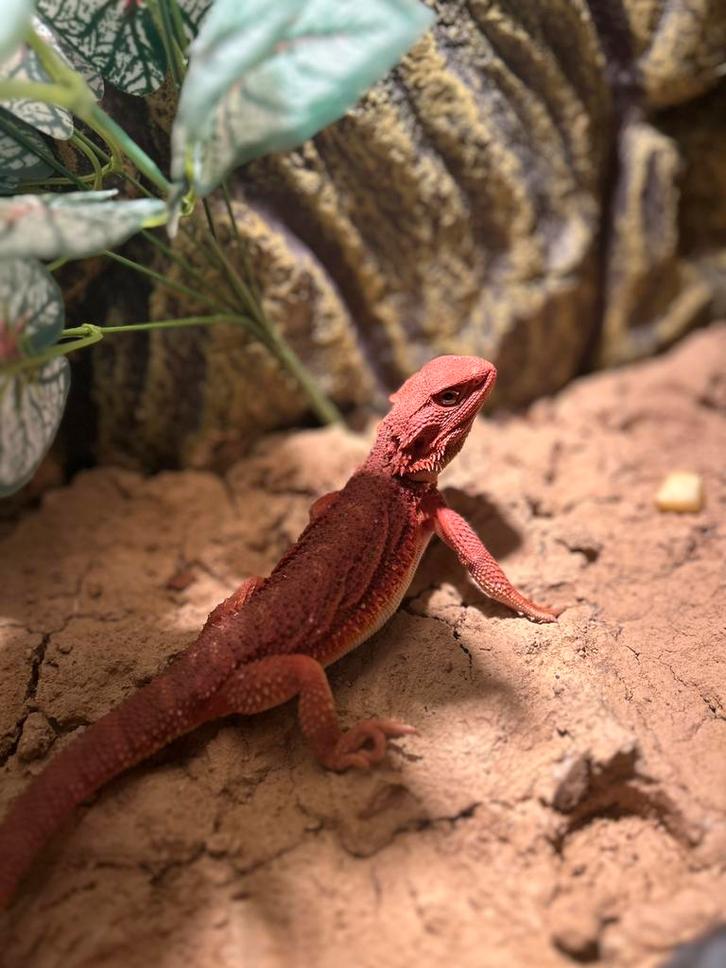 Zoek je een nieuwe thuis ? Lees even!, Dieren en Toebehoren, Reptielen en Amfibieën, Overige soorten, 0 tot 2 jaar, Met terrarium