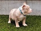 !! UNIEKE AMERICAN BULLY PUP/ LAATSTE REU !!, België, 8 tot 15 weken, CDV (hondenziekte), Eén hond