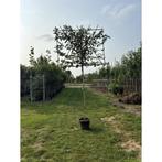 Espalier Elaeagnus sur tige, Jardin & Terrasse, Plantes | Arbres, Enlèvement ou Envoi, Espalier