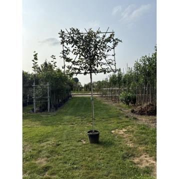 Elaeagnus leivorm op stam beschikbaar voor biedingen