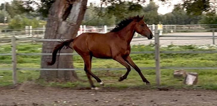 Braaf paardje, Dieren en Toebehoren, Pony's, Hengst, D pony (1.37m tot 1.48m), 3 tot 6 jaar