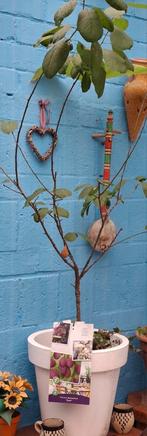 Pruimboom en banaanboom (musa), Tuin en Terras, Ophalen, 100 tot 250 cm, In pot, Pruimenboom