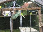 Grasparkieten, Dieren en Toebehoren, Vogels | Parkieten en Papegaaien, Geslacht onbekend