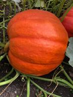 Grote pompoenen voor Halloween, Diversen, Ophalen