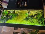 Aquarium met vissen, Dieren en Toebehoren, Ophalen, Gebruikt, Gevuld zoetwateraquarium