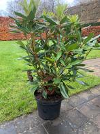 Rhododendron ponticum, Jardin & Terrasse, Plantes | Arbustes & Haies, Enlèvement, Rhododendron, Arbuste, Moins de 100 cm