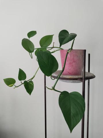 Epipremnum / Drakenklimop / Pothos - Kamerplant met sierpot beschikbaar voor biedingen