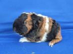 lieve Ch Teddy beertjes te koop, Dieren en Toebehoren, Knaagdieren, Mannelijk, Cavia, Tam
