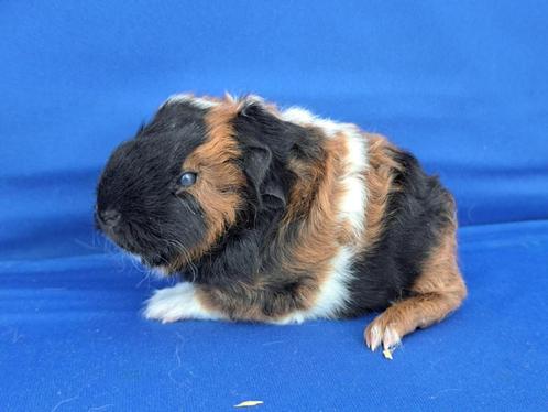 lieve Ch Teddy beertjes te koop, Dieren en Toebehoren, Knaagdieren, Mannelijk, Cavia, Tam