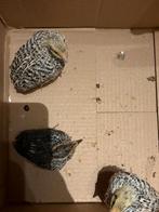 Jumbo kwartels te koop., Dieren en Toebehoren