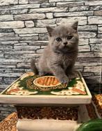 Blauwe Britse korthaar kitten kattin, Poes, Gechipt, 0 tot 2 jaar