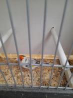 Putter Bonte, Dieren en Toebehoren