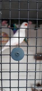 Duivin  wit witstuit pastel, Dieren en Toebehoren, Vogels | Parkieten en Papegaaien