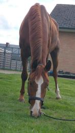 Ruin 5 jaar gouden karakter, Hongre