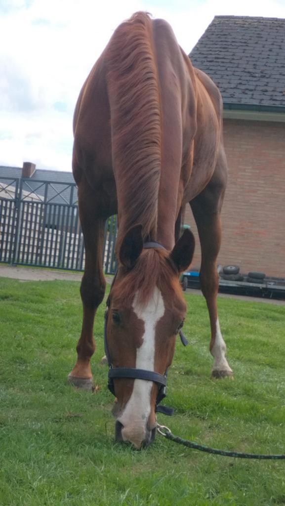 Patje ⭐️⭐️⭐️gouden karakter⭐️⭐️⭐️, Animaux & Accessoires, Chevaux, Hongre, L, 165 à 170 cm, 3 à 6 ans, Cheval de saut, Avec pedigree