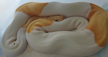 1.0 Python regius albino pinstripe piebald (rtb), Serpent, 3 à 6 ans