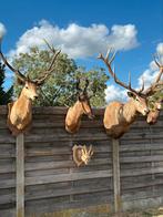 Unieke jacht trofeeën taxidermie opgezette, Ophalen of Verzenden
