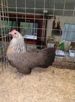 Trio hollandse krielen rasdieren in kleur zilverpatrijs, Dieren en Toebehoren, Pluimvee